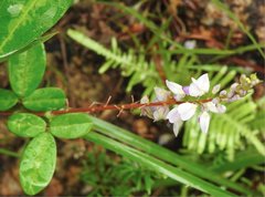 Grona heterocarpos angustifolia