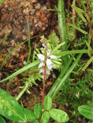 Grona heterocarpos angustifolia