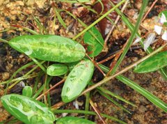 Grona heterocarpos angustifolia