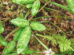 Grona heterocarpos angustifolia