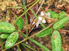 Grona heterocarpos angustifolia