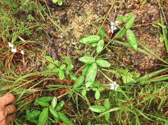 Grona heterocarpos angustifolia