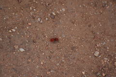 Sphaeropthalma unicolor