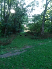 Meleagris gallopavo