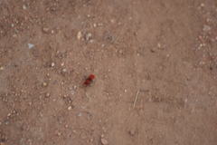 Sphaeropthalma unicolor