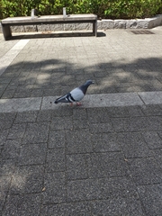 Columba livia domestica
