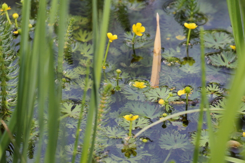 Ranunculus gmelinii iNat (1)