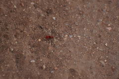 Sphaeropthalma unicolor