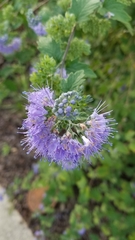 Caryopteris × clandonensis