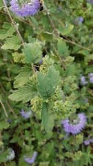 Caryopteris × clandonensis