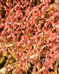 Micranthes bryophora