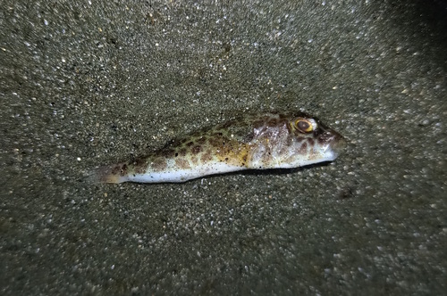 Bearded Puffer