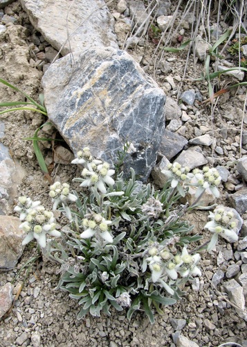 Leontopodium leontopodinum, photograph 4
