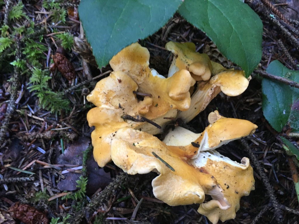 Pacific Golden Chanterelle in September 2019 by mbstevens · iNaturalist