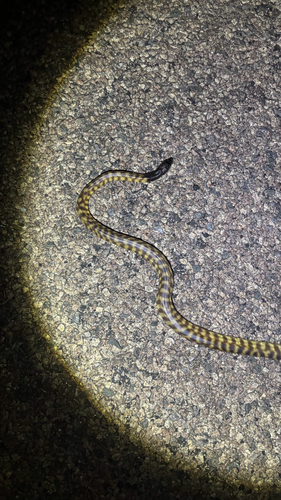 Black-headed Python sighting