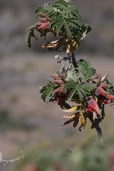 Melianthus comosus