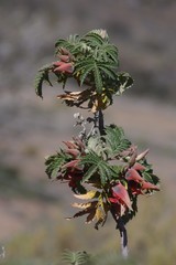 Melianthus comosus