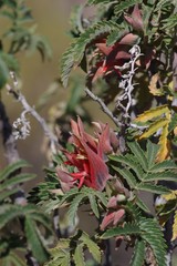 Melianthus comosus