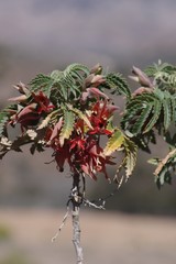 Melianthus comosus