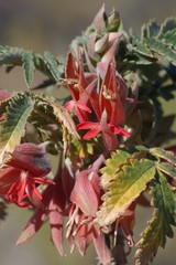 Melianthus comosus