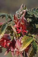 Melianthus comosus