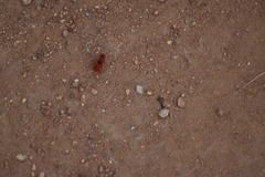 Sphaeropthalma unicolor