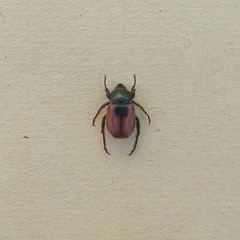 Anisoplia austriaca