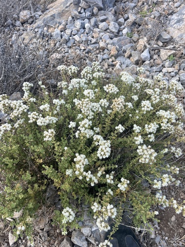 Pot marjoram (Origanum onites)