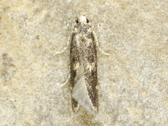 Trypanisma prudens