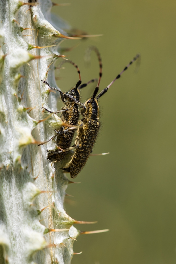 Agapanthia sicula