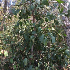 Acacia flavescens