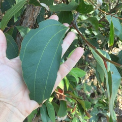 Acacia flavescens