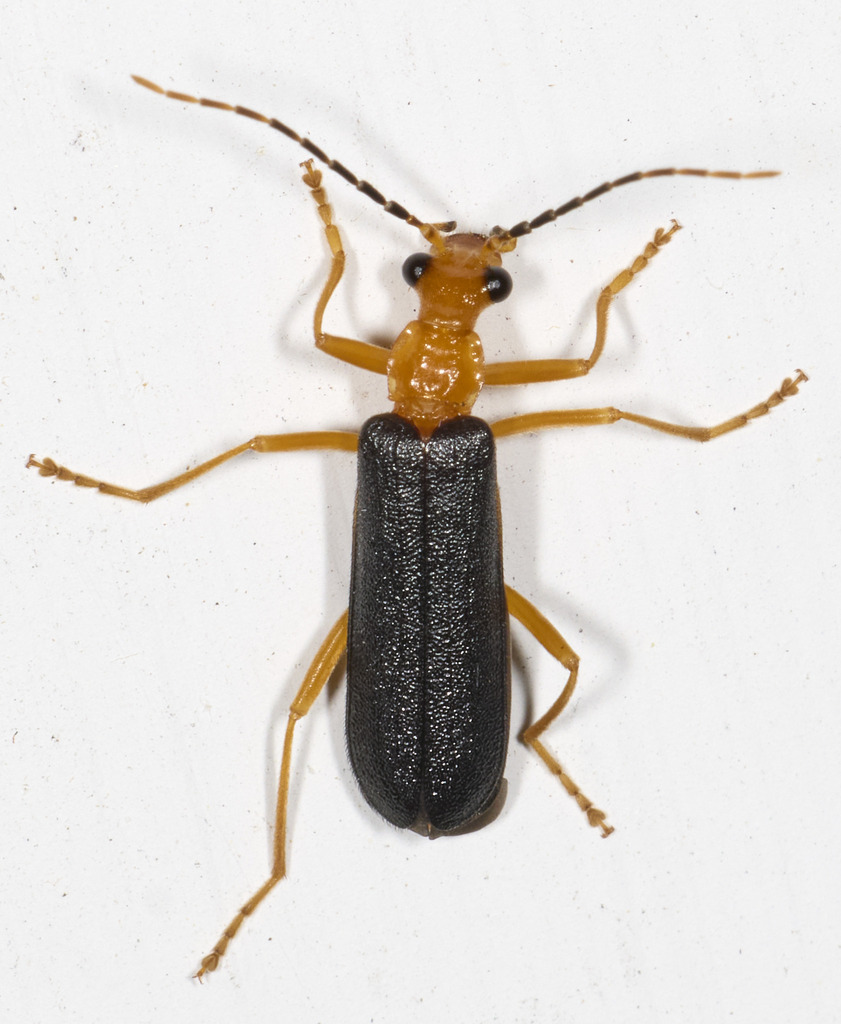 Fay's Soldier Beetle