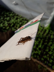 Miogryllus