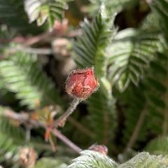 Argentina tugitakensis