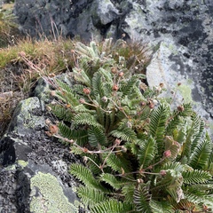 Argentina tugitakensis