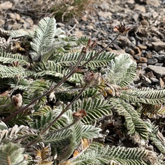 Argentina tugitakensis