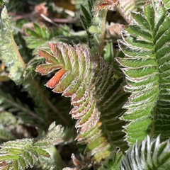 Argentina tugitakensis