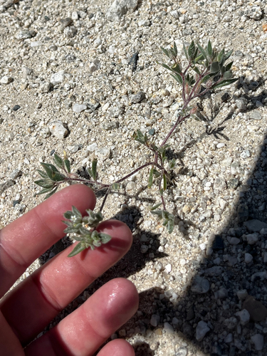 alkali sunbonnets (Loeseliastrum depressum)