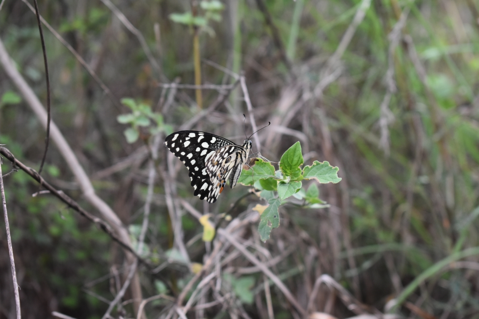 Lime Swallowtail