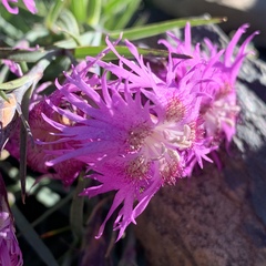 Dianthus pygmaeus