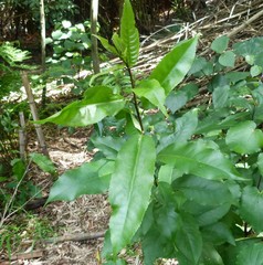 Melicytus ramiflorus