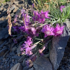 Dianthus pygmaeus