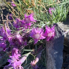 Dianthus pygmaeus