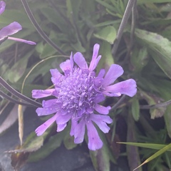 Scabiosa lacerifolia