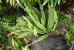 Nephrolepis cordifolia