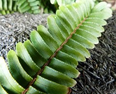 Nephrolepis cordifolia