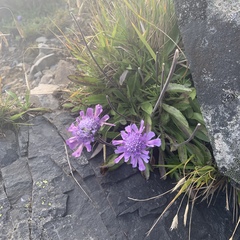 Scabiosa lacerifolia