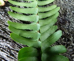 Nephrolepis cordifolia