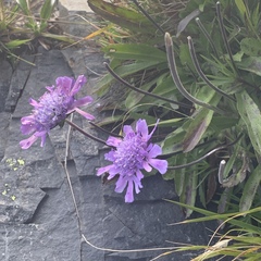 Scabiosa lacerifolia
